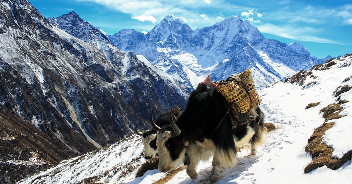 découvrez les merveilles du népal à travers un trek inoubliable, entre montagnes majestueuses, culture riche et paysages époustouflants.