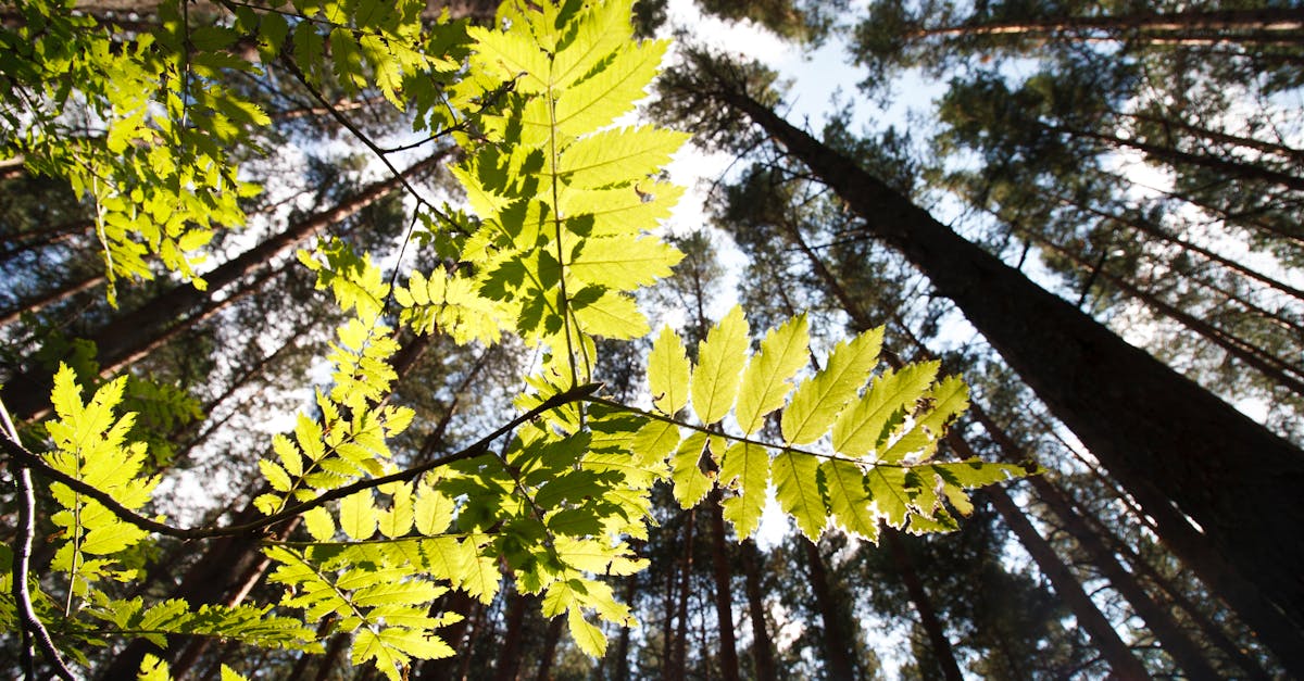 découvrez tout sur la compensation carbone : réduire votre empreinte écologique en finançant des projets durables et respectueux de l'environnement.