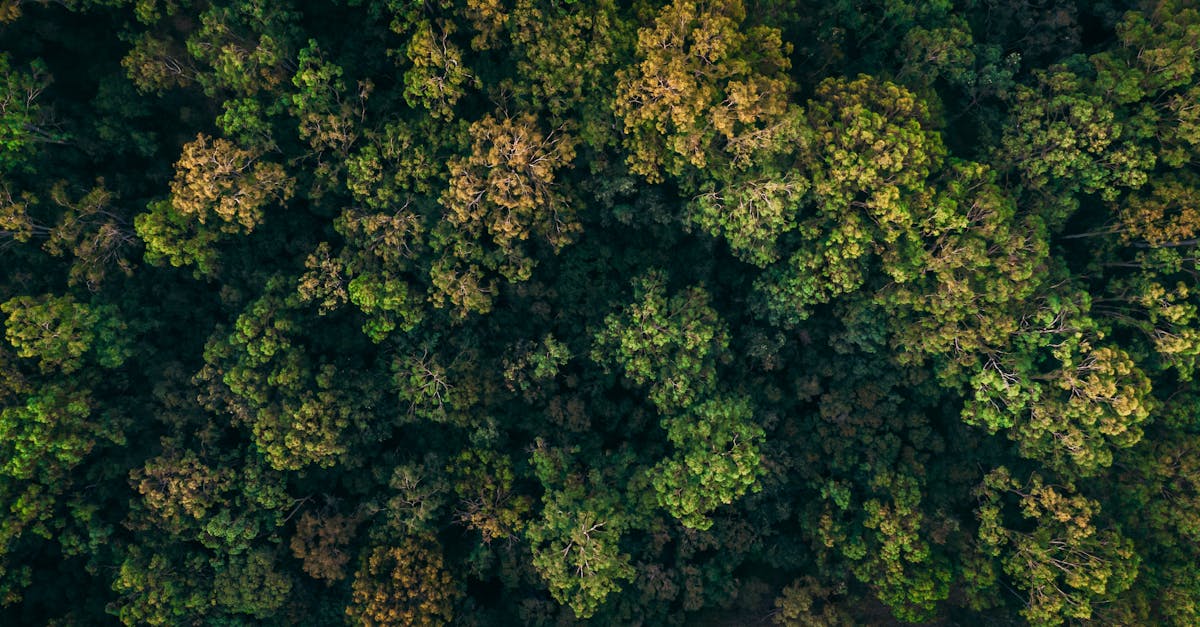 découvrez comment la compensation carbone permet de réduire votre empreinte écologique en soutenant des projets durables pour un avenir plus vert.