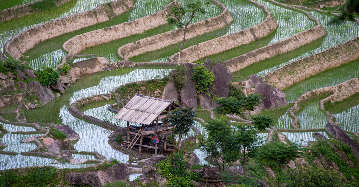 découvrez les rizières en terrasses d'ifugao, un site naturel et culturel exceptionnel aux philippines, célèbre pour son ingénierie traditionnelle et son paysage spectaculaire.
