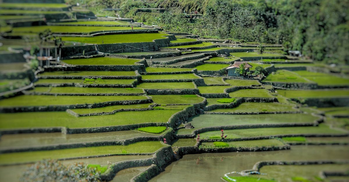 découvrez les rizières en terrasses d'ifugao, un chef-d'œuvre d'ingénierie agricole ancestral aux philippines, inscrit au patrimoine mondial de l'unesco.
