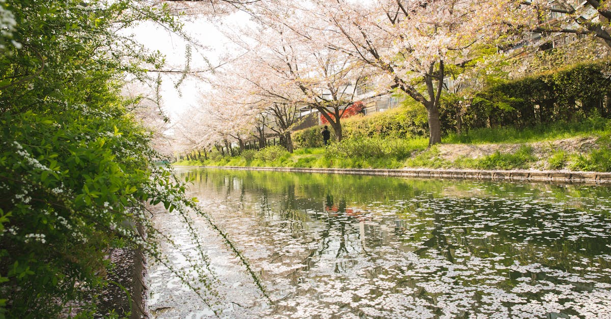 découvrez le plaisir du printemps à kyoto : paysages floraux, traditions culturelles et moments de détente au cœur de la ville japonaise.