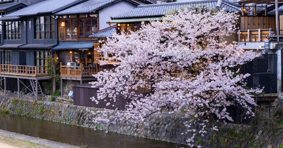 découvrez le plaisir du printemps à kyoto : temples en fleurs, promenades paisibles et culture japonaise authentique pour un séjour de détente inoubliable.