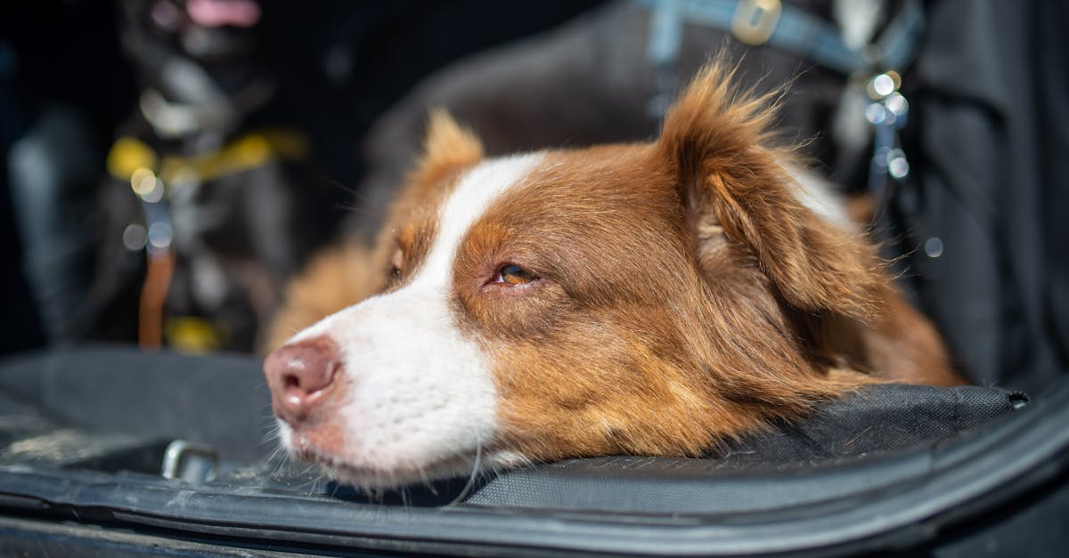 découvrez notre checklist essentielle pour un road trip réussi avec votre chien : équipements, sécurité et confort pour des aventures inoubliables à deux.