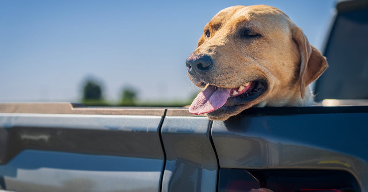découvrez notre checklist complète pour un road trip réussi avec votre chien, incluant tout le nécessaire pour assurer son confort et sa sécurité en voyage.