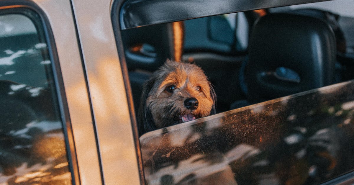découvrez la checklist indispensable pour un road trip réussi avec votre chien : équipements, sécurité et conseils pratiques pour voyager sereinement ensemble.