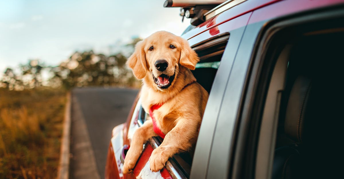 Road trip avec un chien : les points à vérifier avant de partir