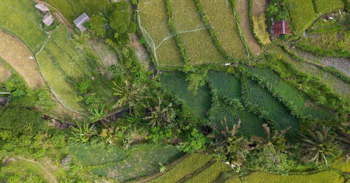découvrez le tourisme durable : explorez des destinations respectueuses de l'environnement et contribuez à la préservation des cultures locales tout en voyageant de manière responsable.