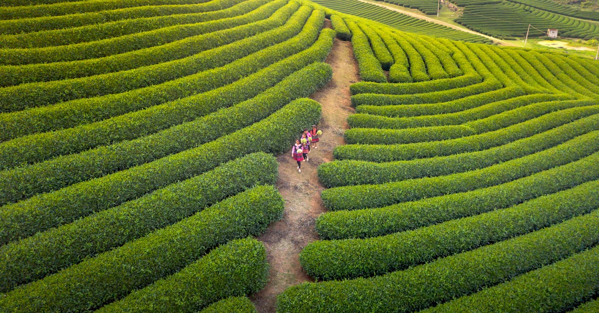 découvrez le tourisme durable : voyager de manière responsable en respectant l'environnement, les cultures locales et en soutenant les économies locales pour un avenir plus vert.